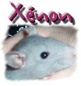 Xnon